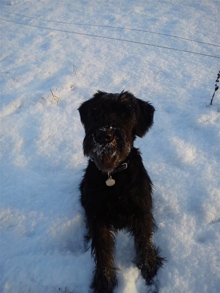 Riesenschnauzer Joey billede 10