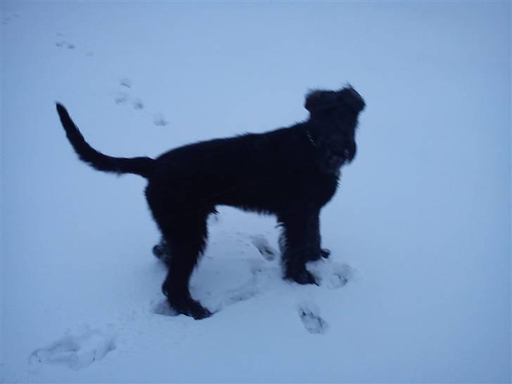 Riesenschnauzer Joey billede 11