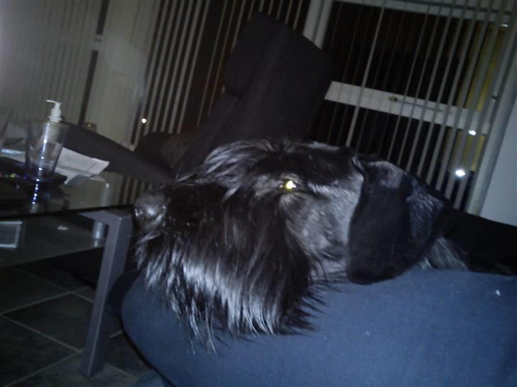 Riesenschnauzer Joey billede 12