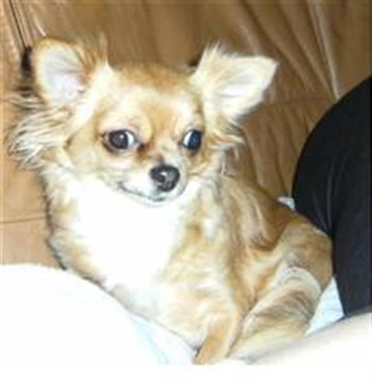 Chihuahua vesterborgs bella billede 1