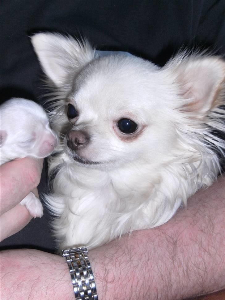 Chihuahua Vesterborgs Donna billede 1