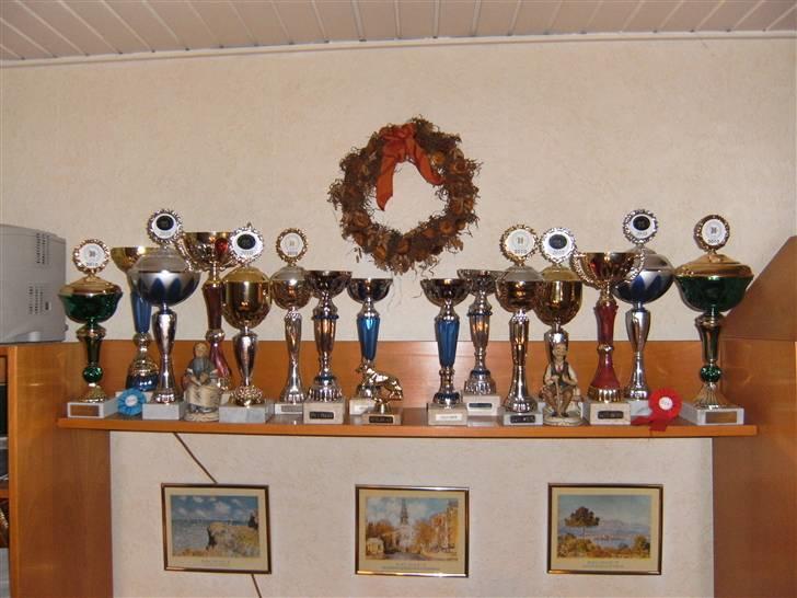 Chihuahua Vesterborgs Donna billede 2