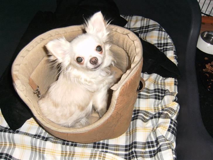 Chihuahua Vesterborgs Donna billede 3