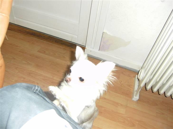 Chihuahua Vesterborgs Donna billede 4