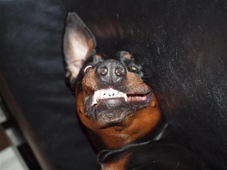 Dobermann *¤*Gaisha / Sasha*¤* billede 21