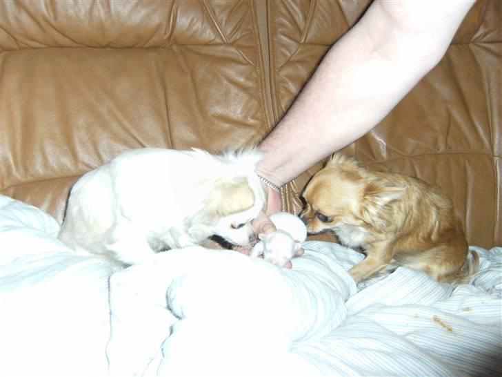 Chihuahua Vesterborgs Donna billede 5