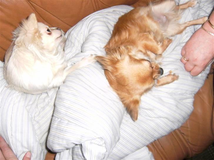 Chihuahua vesterborgs bella billede 2