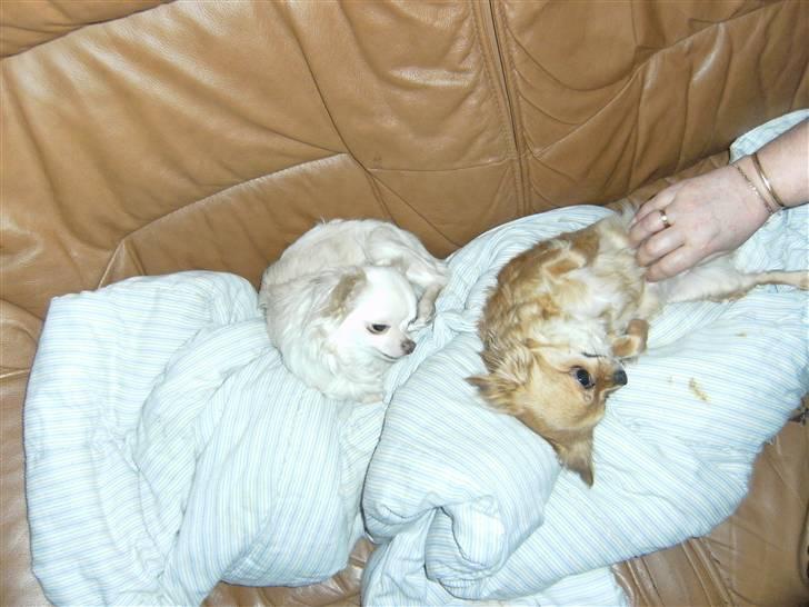 Chihuahua vesterborgs bella billede 3