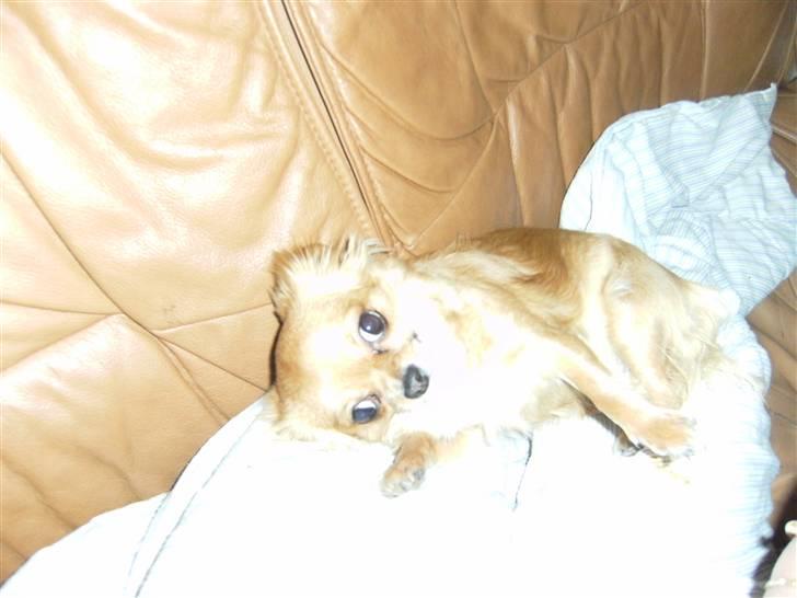 Chihuahua vesterborgs bella billede 4