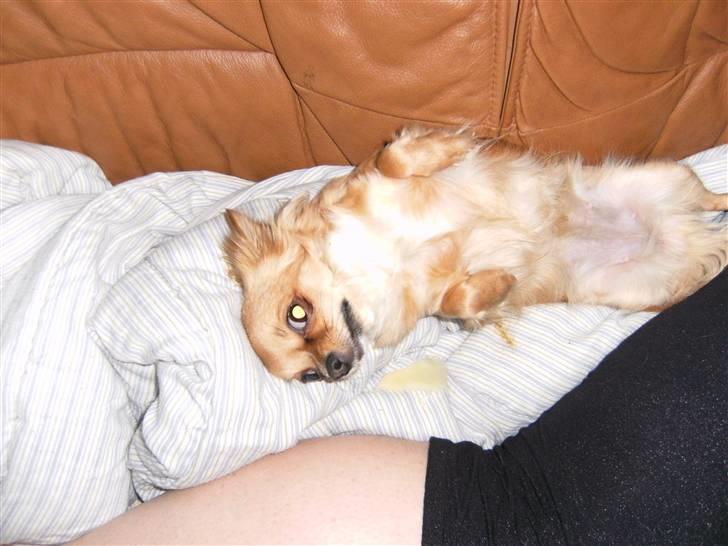 Chihuahua vesterborgs bella billede 5