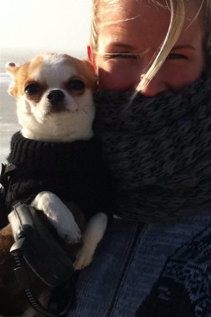 Chihuahua Gismo//Gisser. billede 2