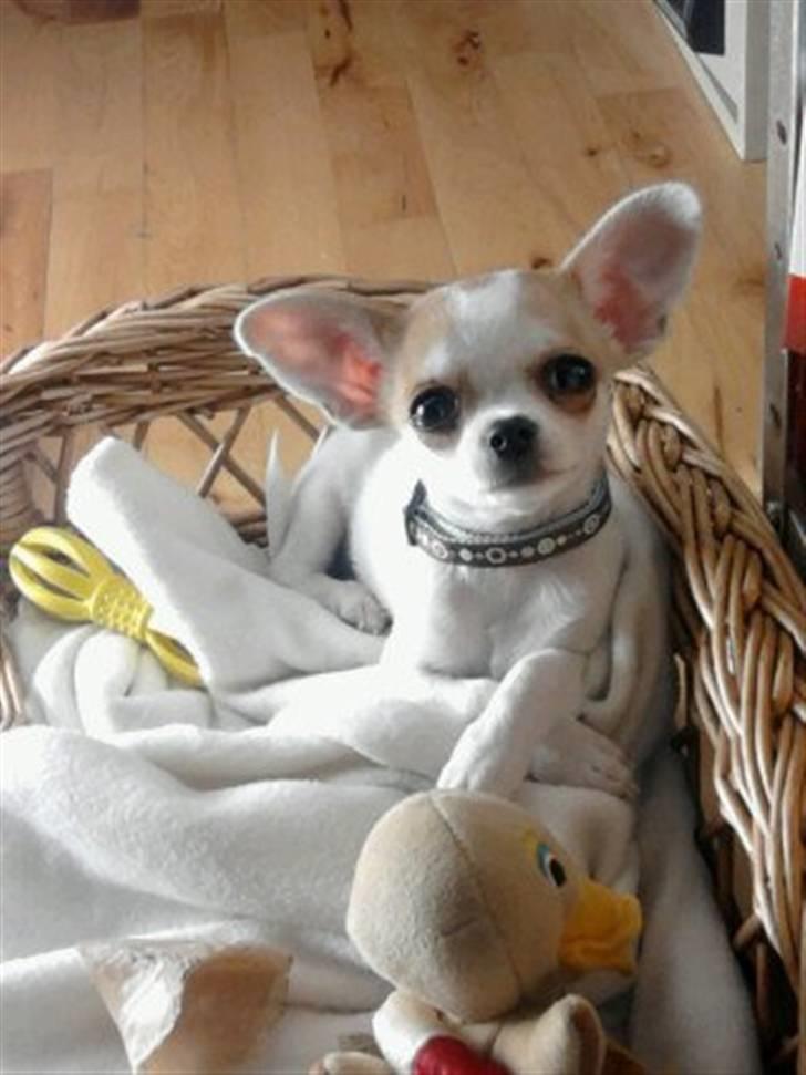 Chihuahua Gismo//Gisser. billede 3