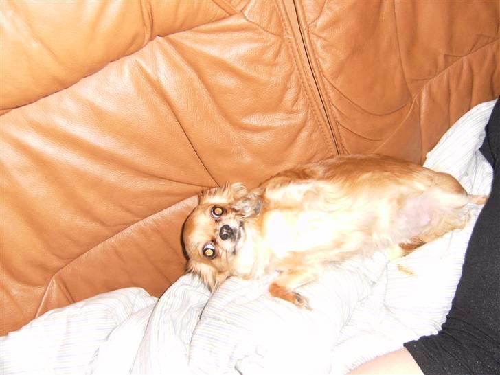 Chihuahua vesterborgs bella billede 6