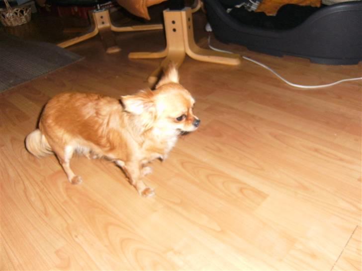 Chihuahua vesterborgs bella billede 7