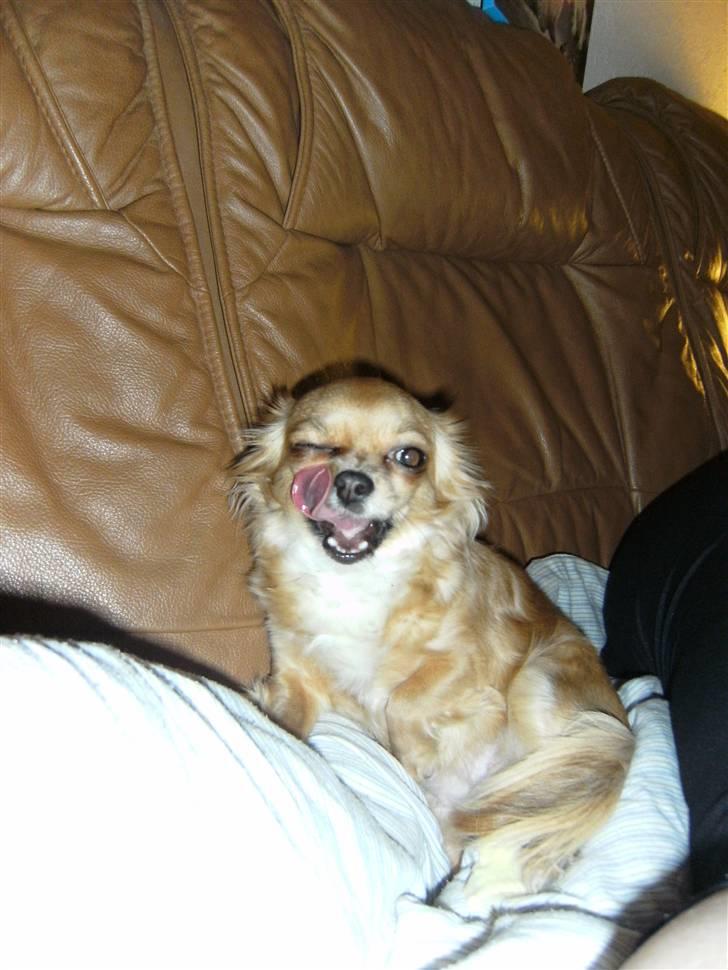 Chihuahua vesterborgs bella billede 8