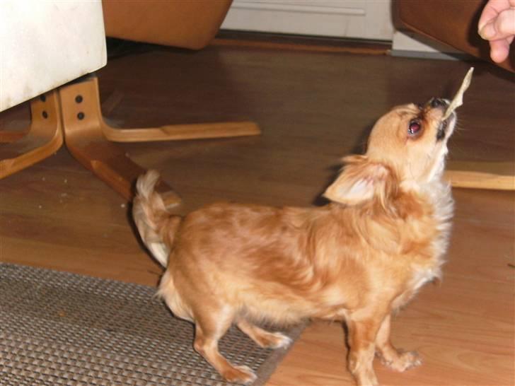 Chihuahua vesterborgs bella billede 9