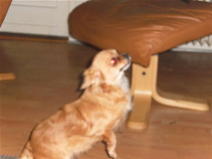 Chihuahua vesterborgs bella billede 10