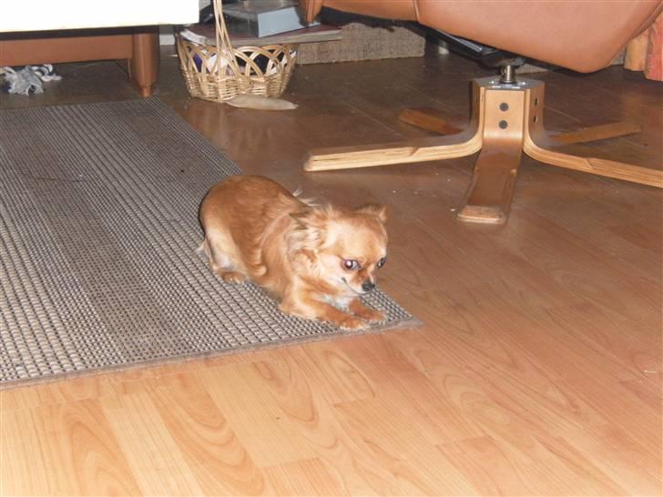 Chihuahua vesterborgs bella billede 11