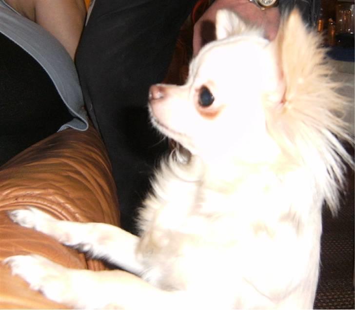 Chihuahua Vesterborgs Donna billede 7