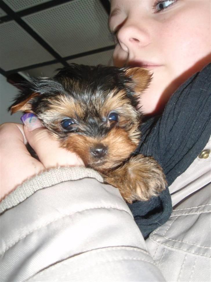Yorkshire terrier Little Big horns Albert - Albert, første gang vi så ham..    FHL foto. billede 9