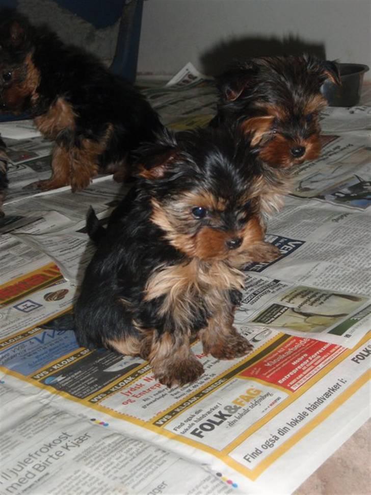 Yorkshire terrier Little Big horns Albert - albert*-:                  FHL foto. billede 10
