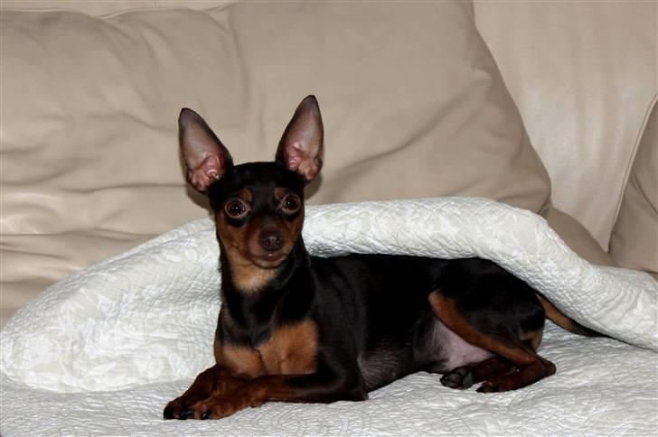 Prazsky krysarik Vimse billede 18