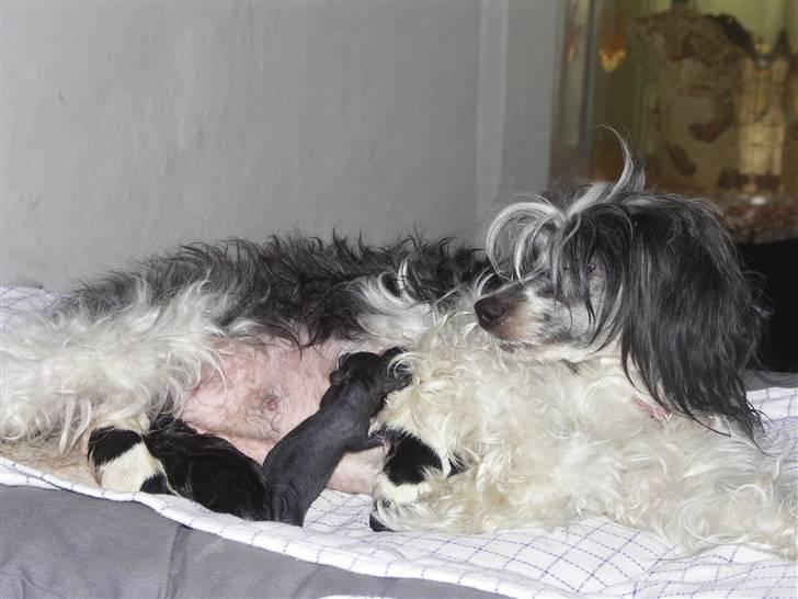 Chinese crested powder puff Dama - dama med hvalpe 11-1-2011 billede 18