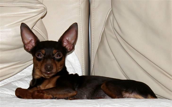 Prazsky krysarik Vimse billede 19