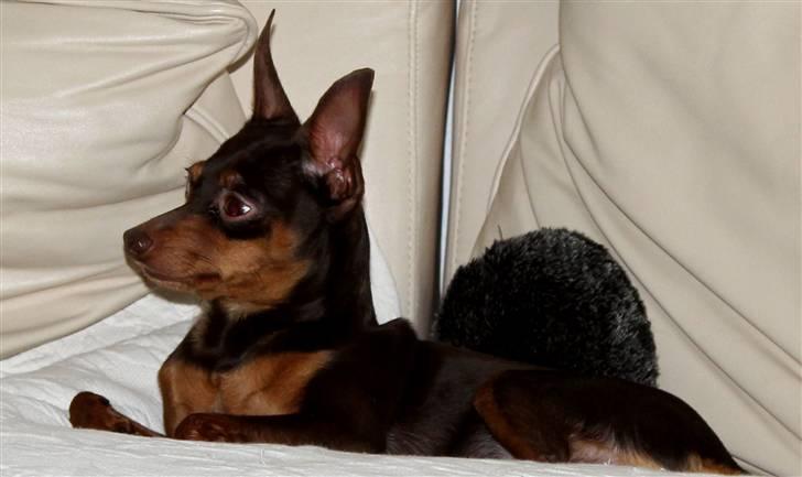 Prazsky krysarik Vimse billede 20