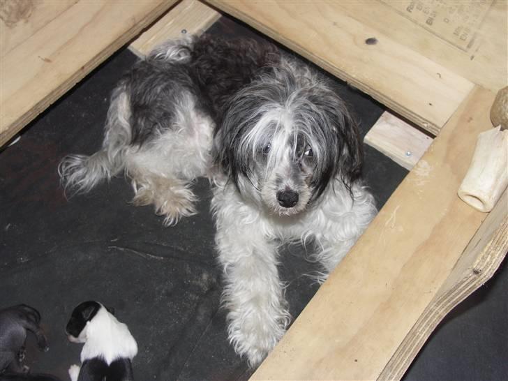 Chinese crested powder puff Dama - dama.  billede 19