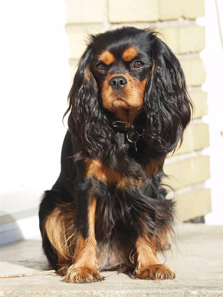 Cavalier king charles spaniel Cavalier Vittrups Fanny "Malou" billede 3