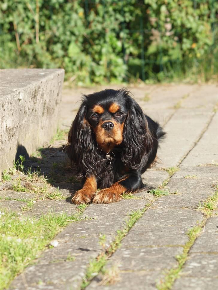 Cavalier king charles spaniel Cavalier Vittrups Fanny "Malou" billede 4