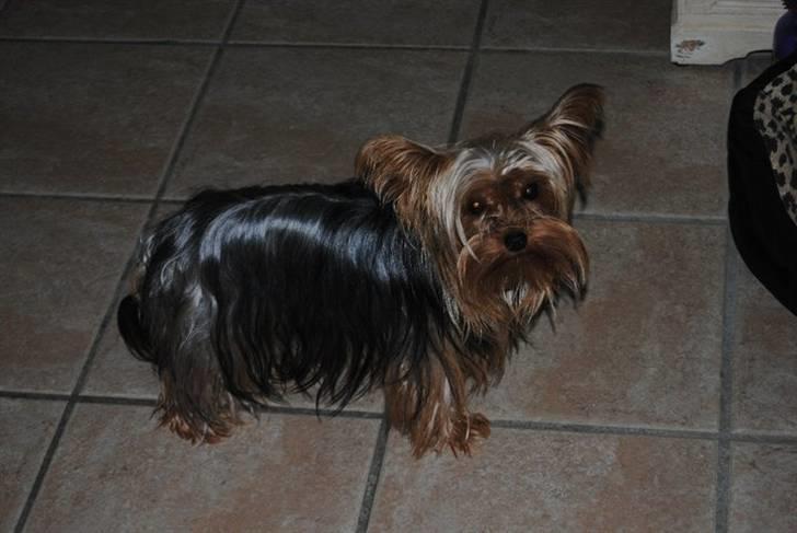 Yorkshire terrier Bella billede 9