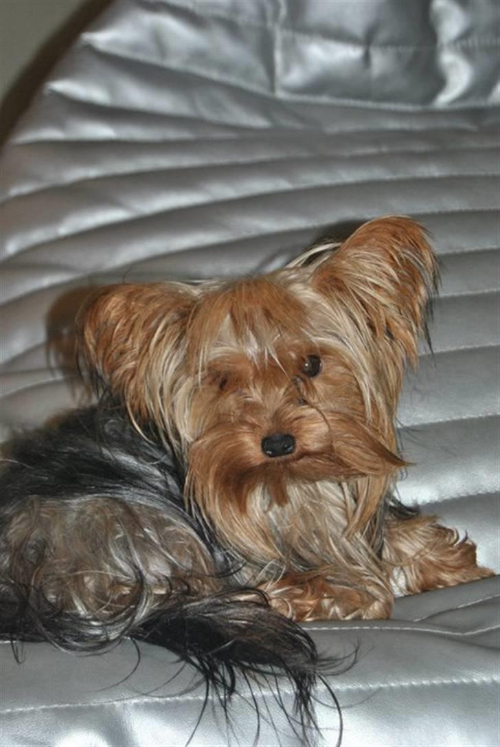 Yorkshire terrier Bella billede 10