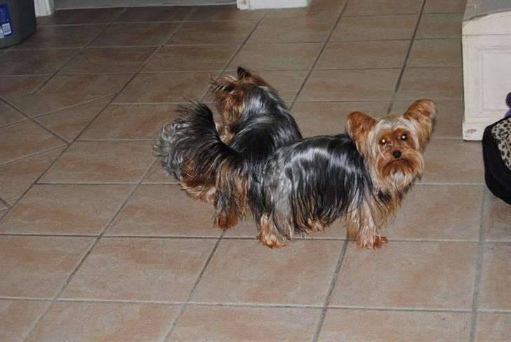 Yorkshire terrier Bella billede 11