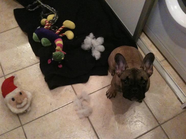 Fransk bulldog Nelly - Se moar, kan ødeligge ting af med mine nye tænder !!! billede 6