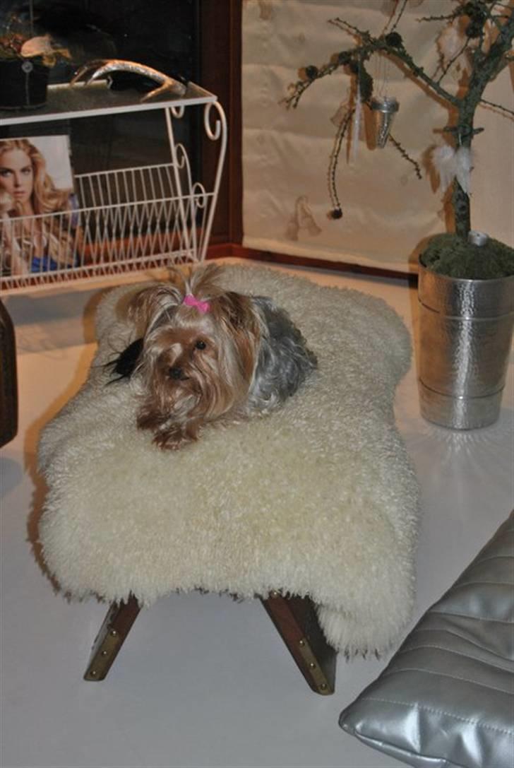 Yorkshire terrier Frida billede 10