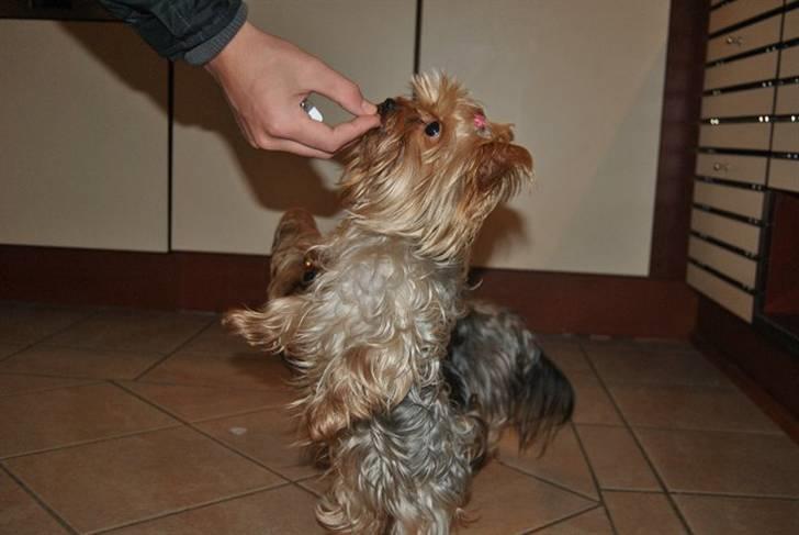 Yorkshire terrier Frida billede 11