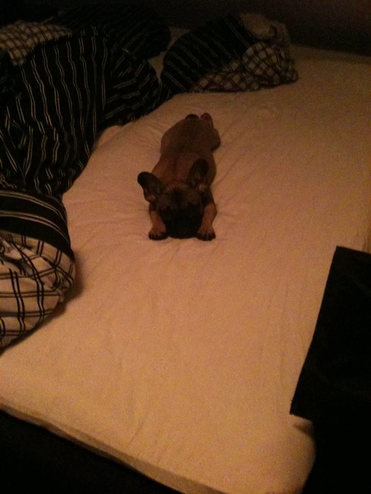 Fransk bulldog Nelly - Moar gider ikke op nu ;O) billede 7