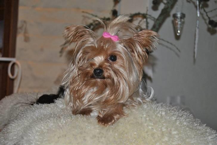 Yorkshire terrier Frida billede 12