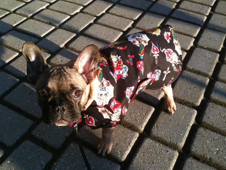 Fransk bulldog Nelly - har fået ny jakke, tak Pia :) lidt stor endnu, men jeg vokser jo også ;O) billede 8