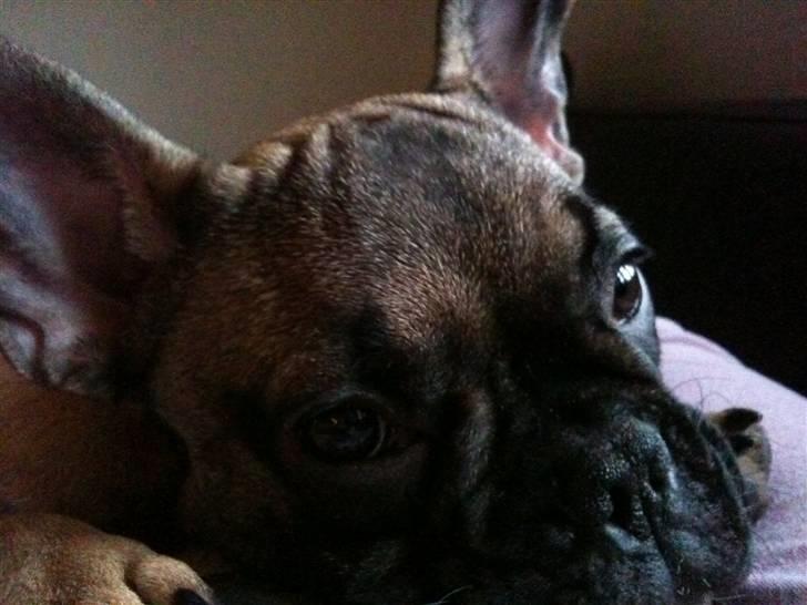 Fransk bulldog Nelly - trææææt, ik så meget andet at sige!!! billede 9