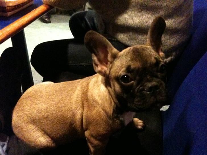 Fransk bulldog Nelly - Min første sejltur til Læsø, blev slet ikke søsyg, trods vejret.... billede 10