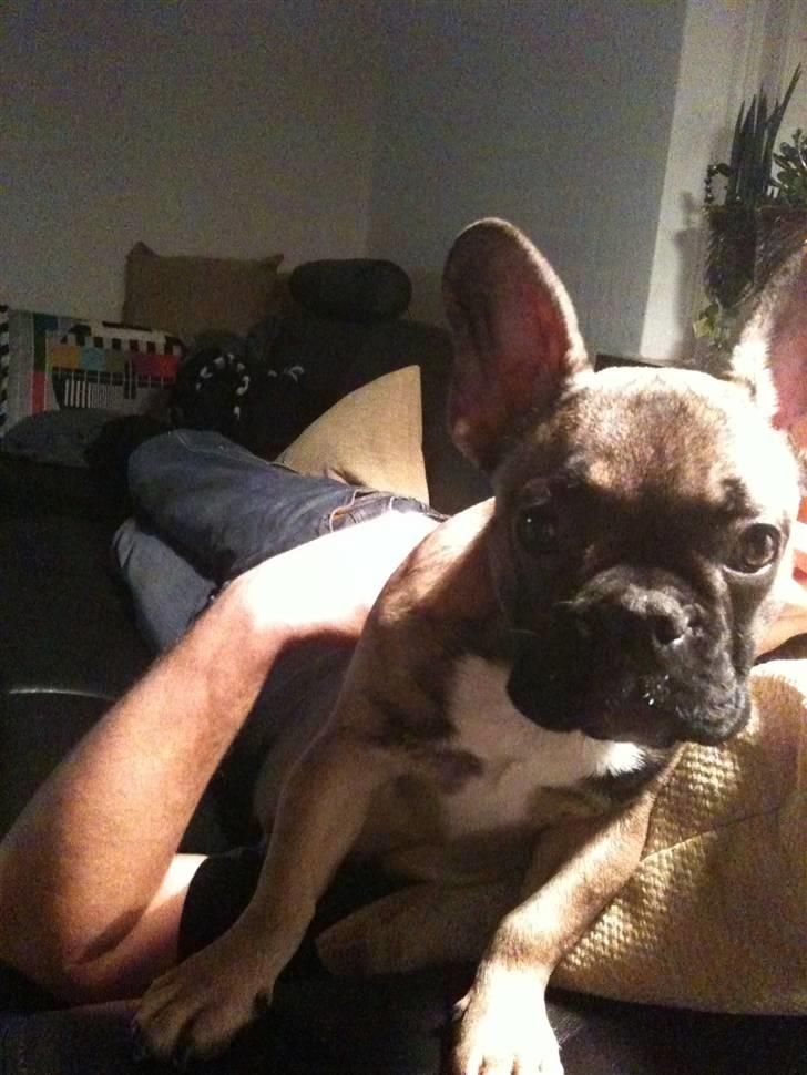 Fransk bulldog Nelly - er jeg ikke bare søøød billede 11