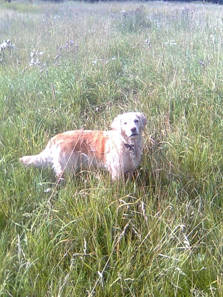 Golden retriever Kiki billede 1