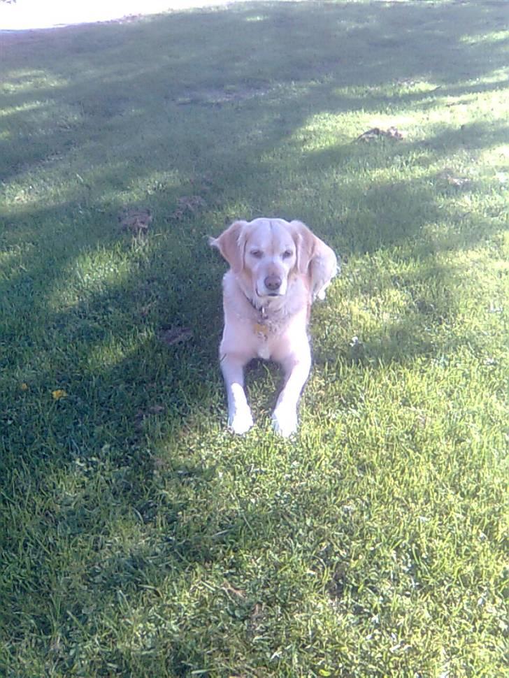 Golden retriever Kiki billede 2