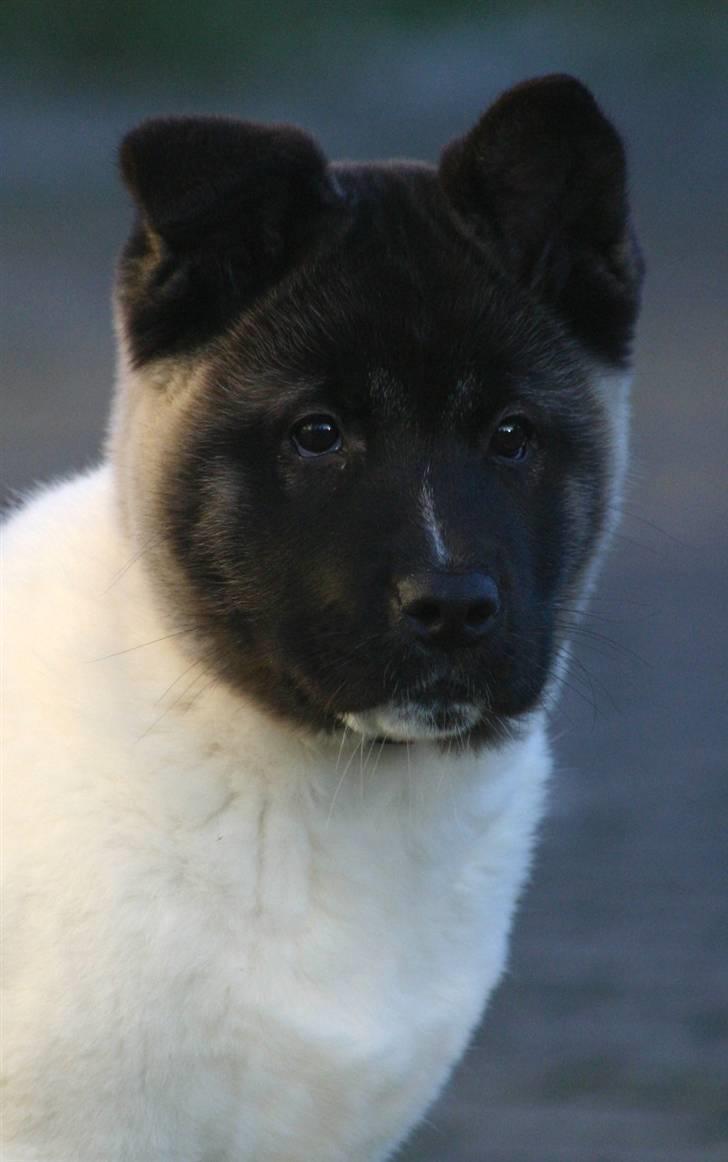 American Akita Kee billede 1