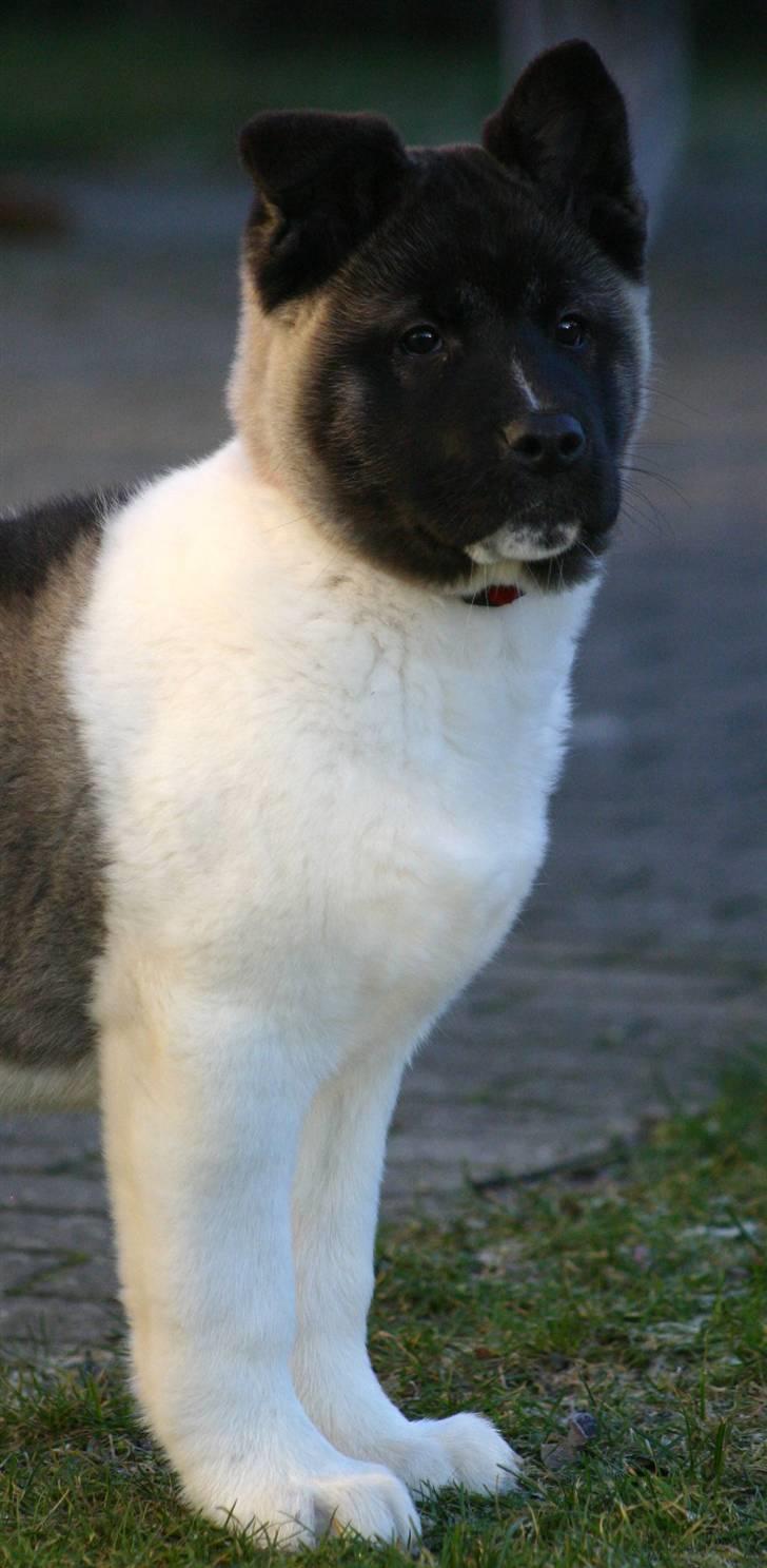 American Akita Kee billede 2