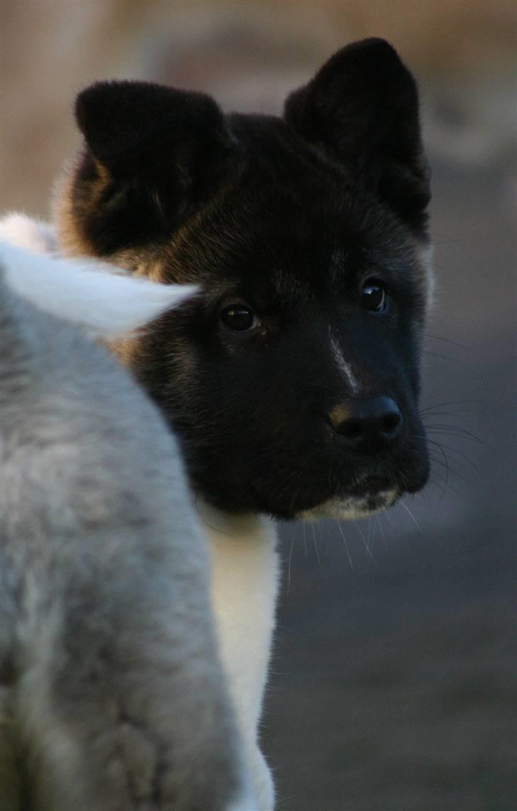 American Akita Kee billede 3