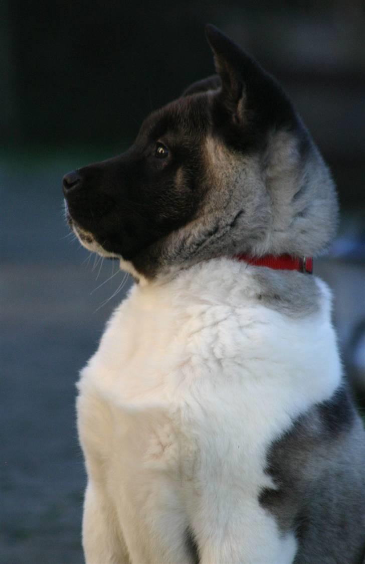American Akita Kee billede 4